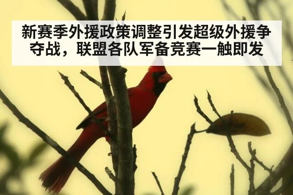 新赛季外援政策调整引发超级外援争夺战，联盟各队军备竞赛一触即发